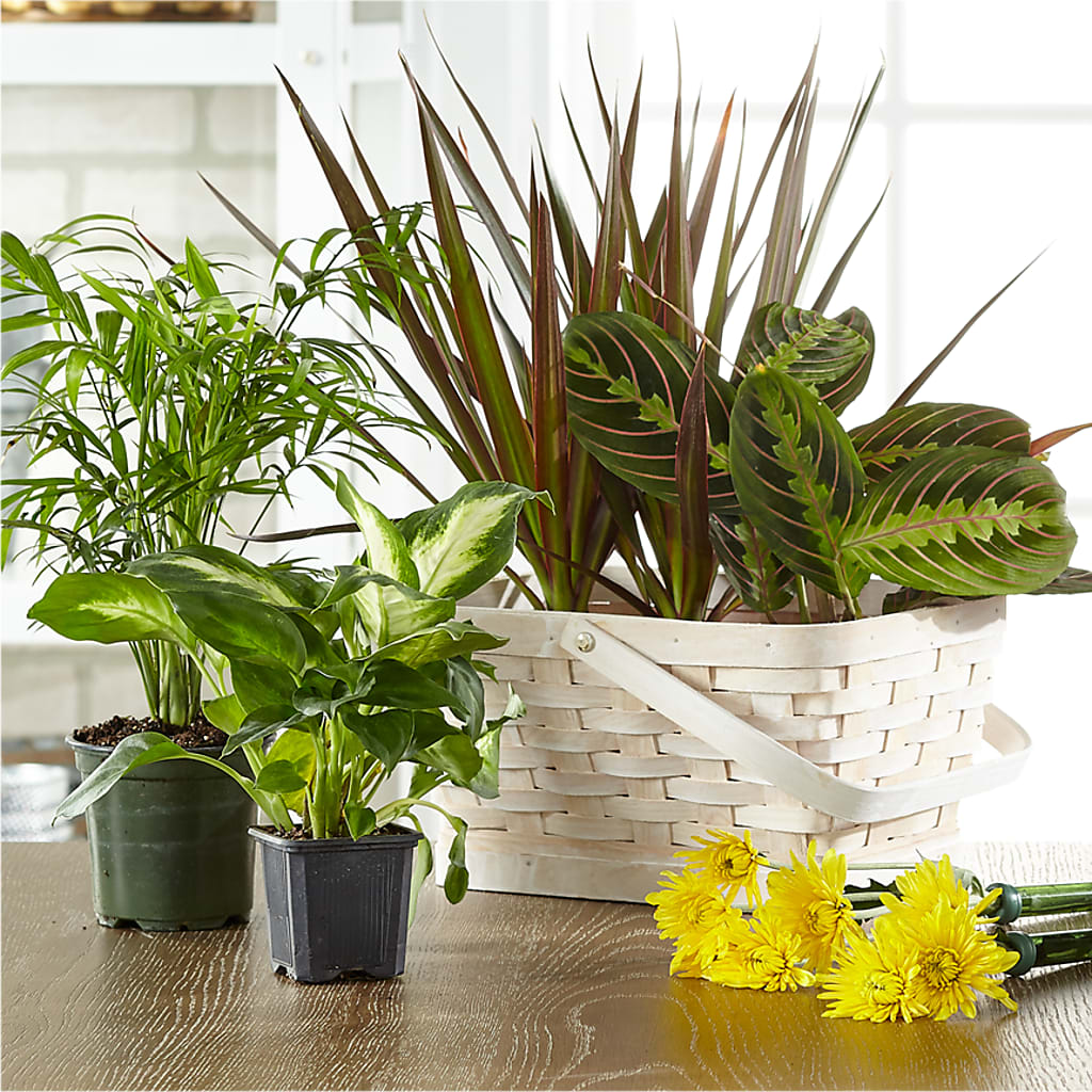 Florist Designed Blooming and Green Plants in a Basket – Fleuristerie Marie-chantal, Shawinigan PQ