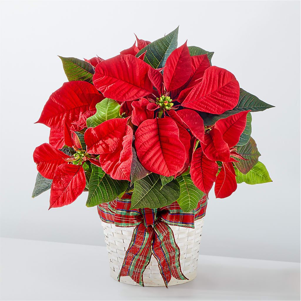 Happiest Holidays Poinsettia – Fleuristerie Marie-chantal, Shawinigan PQ