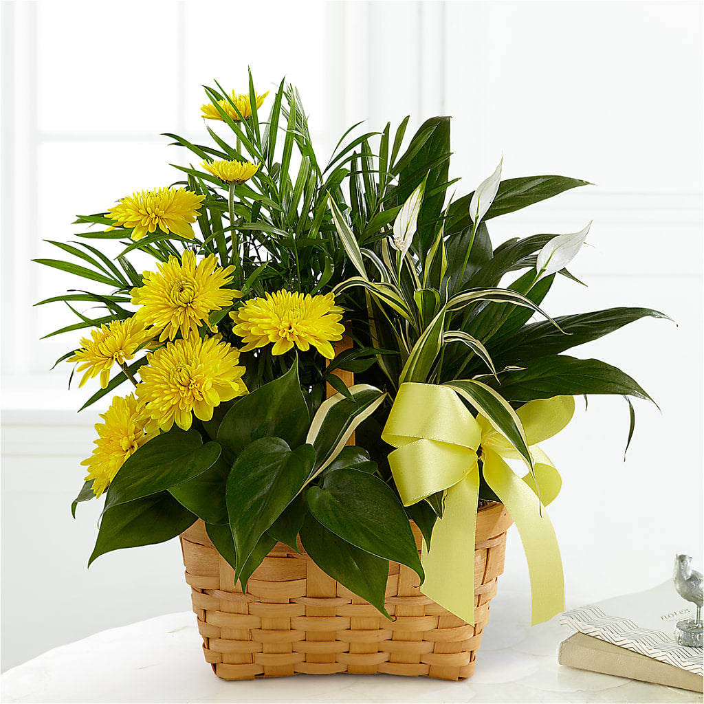 Loving Light Dishgarden – Fleuristerie Marie-chantal, Shawinigan PQ
