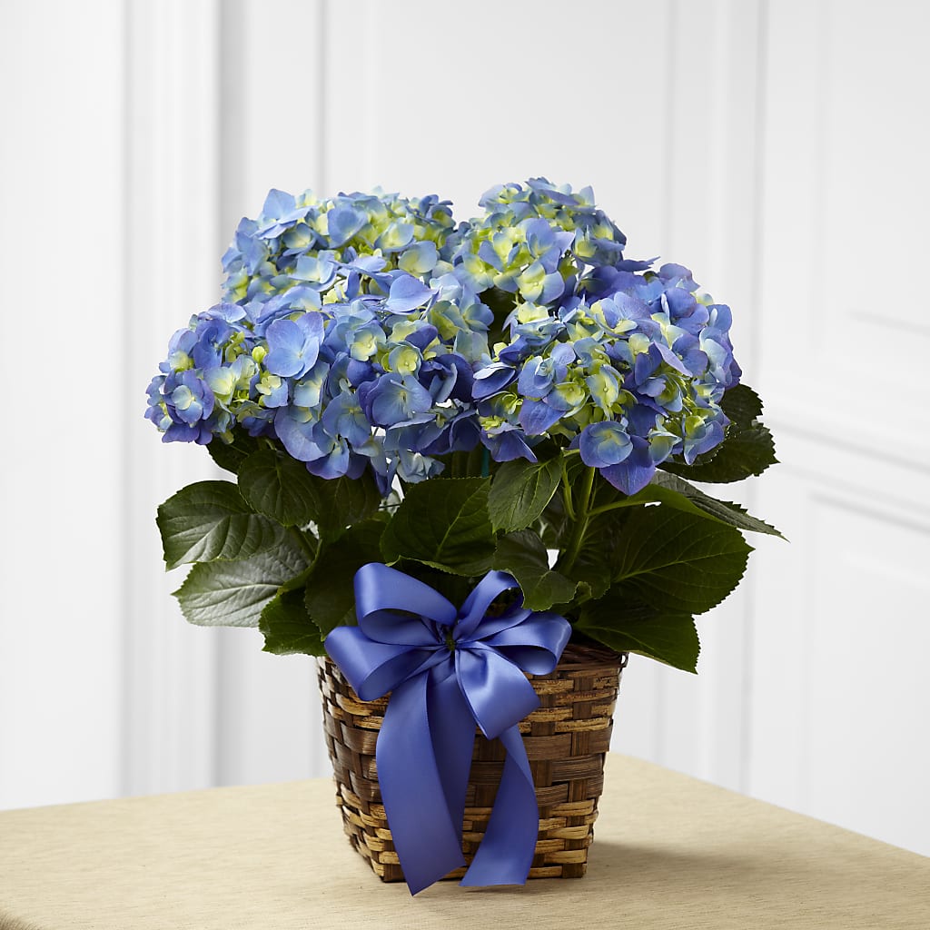 Blue Hydrangea Planter – Fleuristerie Marie-chantal, Shawinigan PQ
