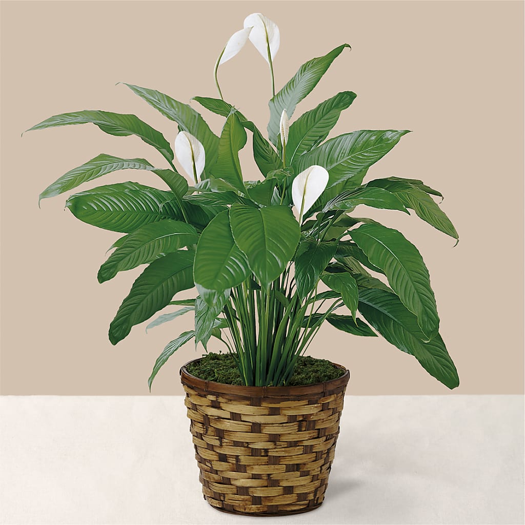 Tranquil Moments Peace Lily Plant – Fleuristerie Marie-chantal, Shawinigan PQ