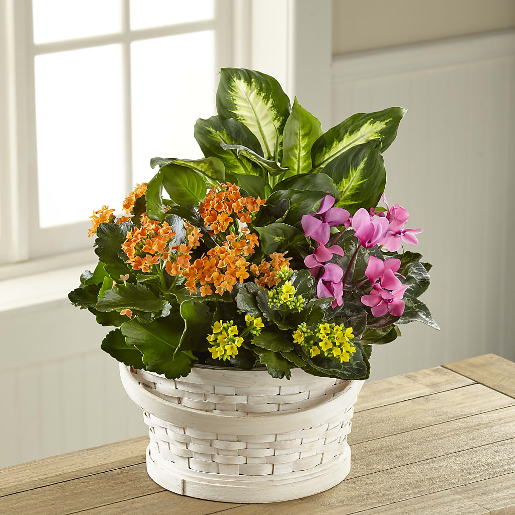 Color Crush Dishgarden – Fleuristerie Marie-chantal, Shawinigan PQ