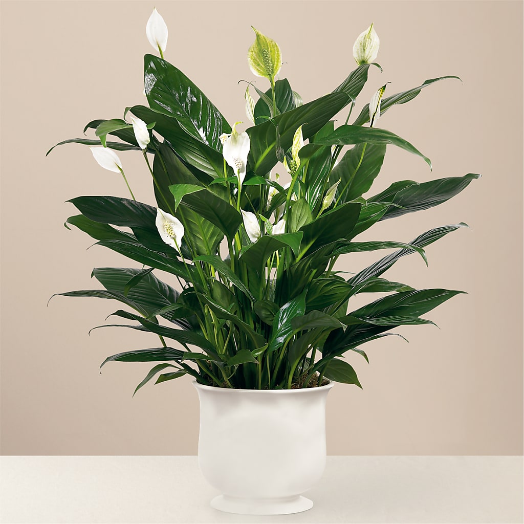 Comfort Planter – Fleuristerie Marie-chantal, Shawinigan PQ