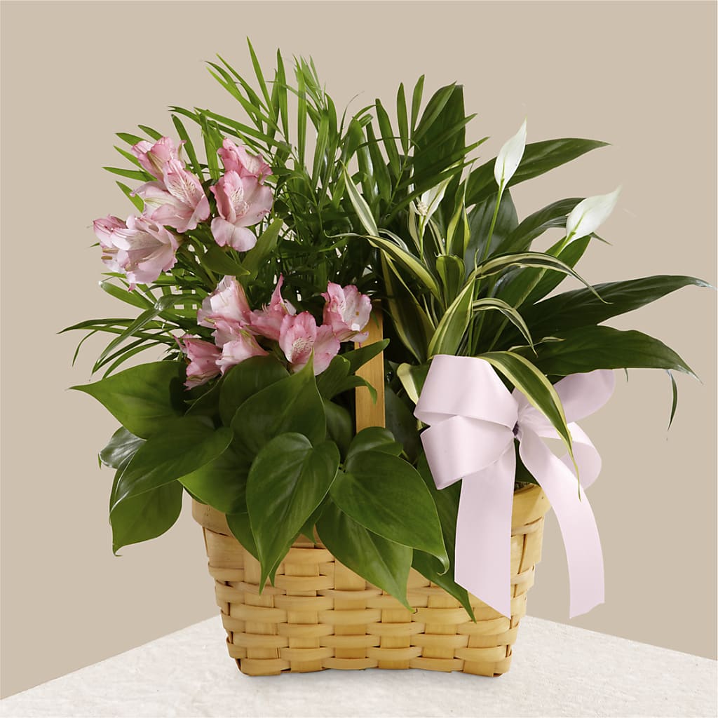 Living Spirit Dishgarden – Fleuristerie Marie-chantal, Shawinigan PQ