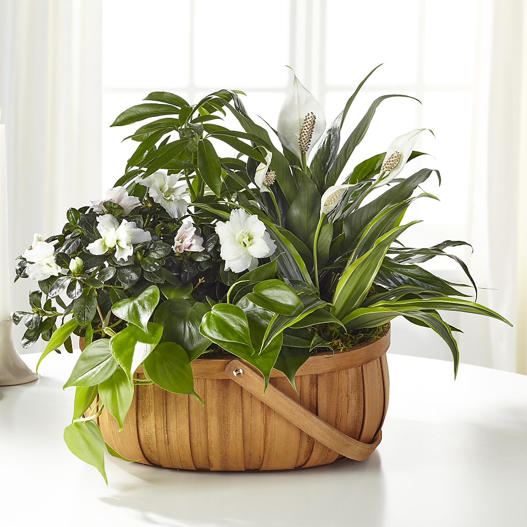 Serene Dishgarden – Fleuristerie Marie-chantal, Shawinigan PQ