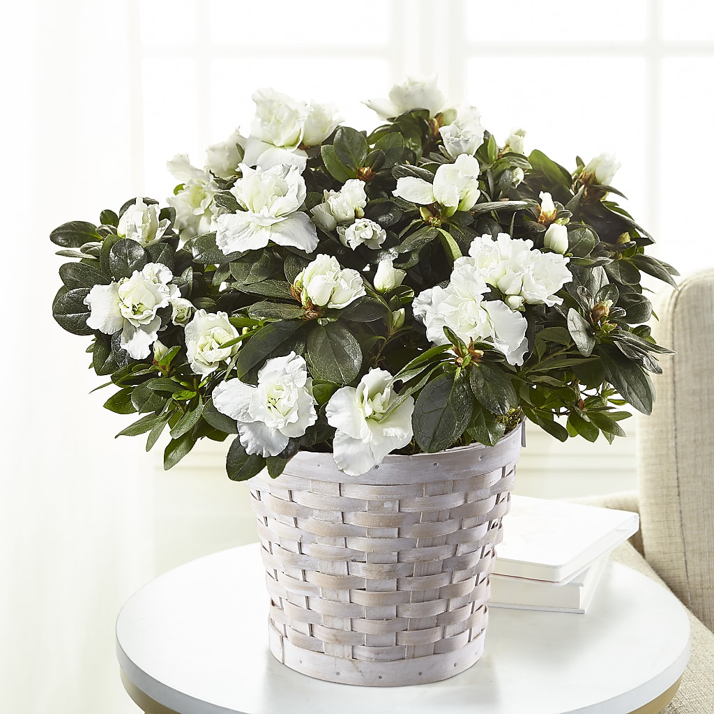 White Azalea Plant – Fleuristerie Marie-chantal, Shawinigan PQ