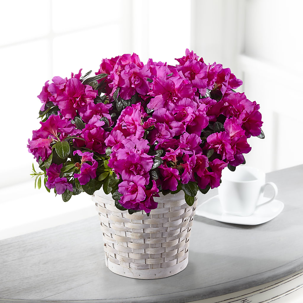 Hope & Serenity Azalea Plant – Fleuristerie Marie-chantal, Shawinigan PQ