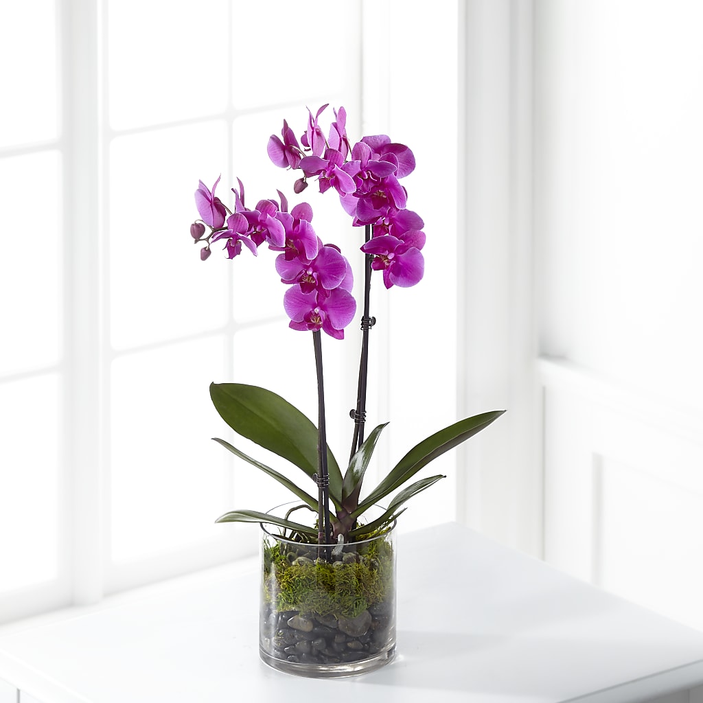 Pink Orchid Plant – Fleuristerie Marie-chantal, Shawinigan PQ