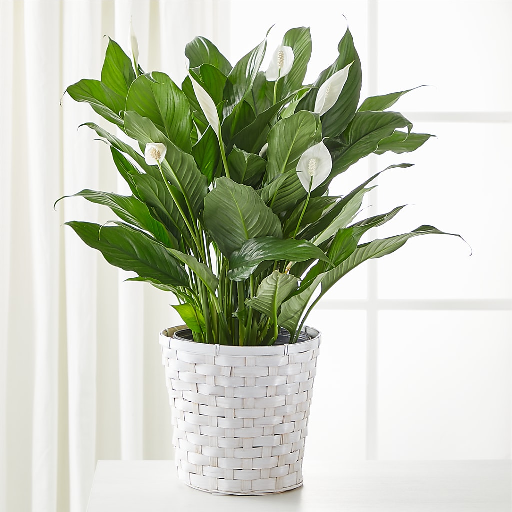 A New Leaf Peace Lily – Fleuristerie Marie-chantal, Shawinigan PQ