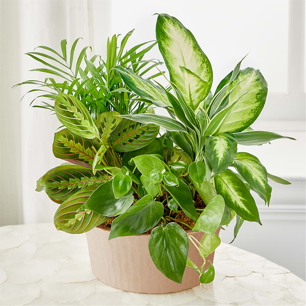 Balance & Harmony Dishgarden – Fleuristerie Marie-chantal, Shawinigan PQ