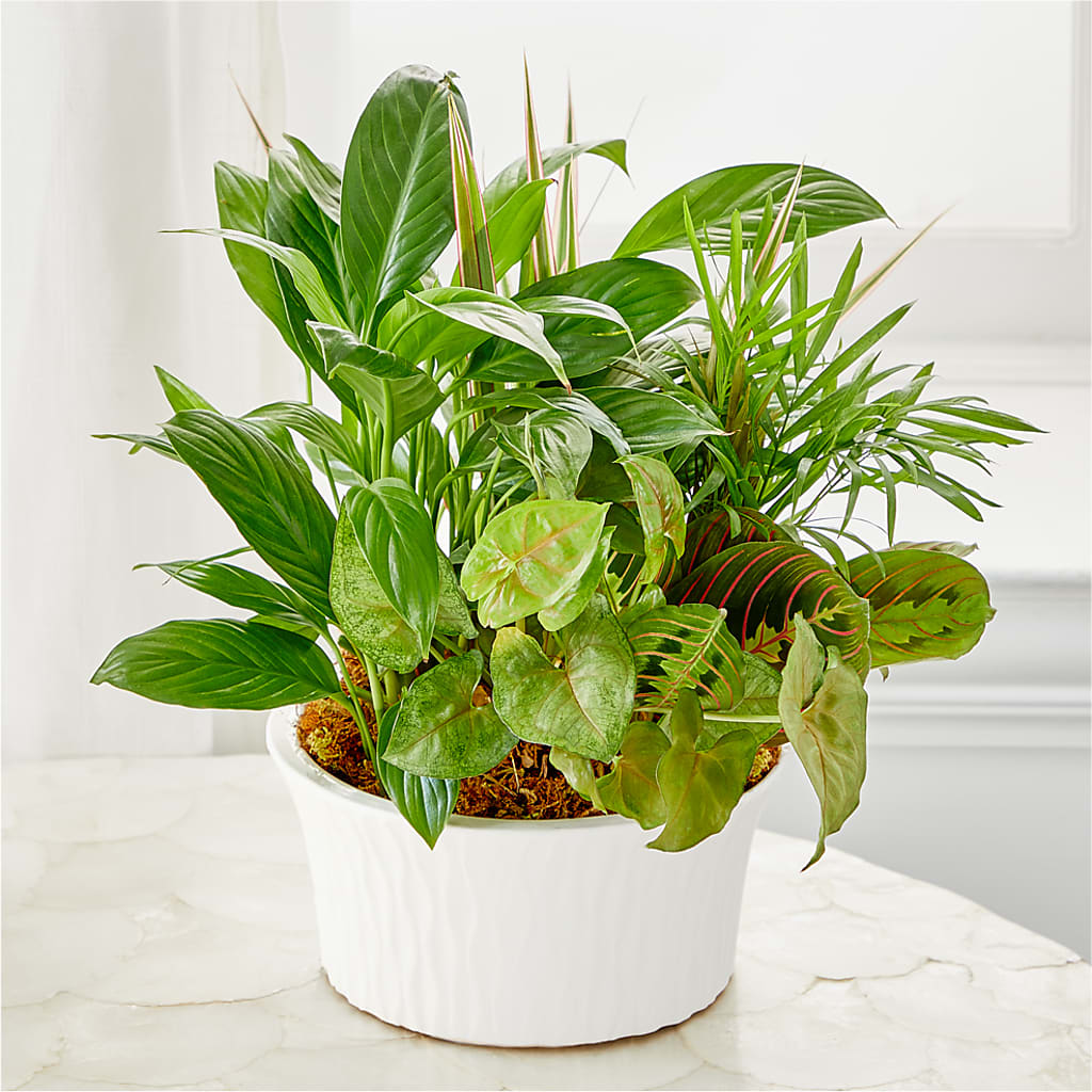 Balance & Harmony Dishgarden – Fleuristerie Marie-chantal, Shawinigan PQ
