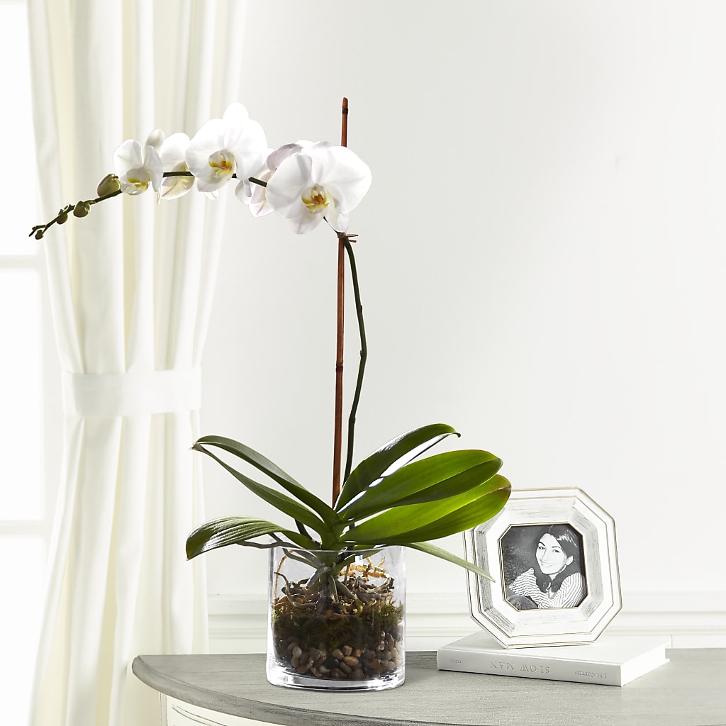 White Orchid Planter – Fleuristerie Marie-chantal, Shawinigan PQ