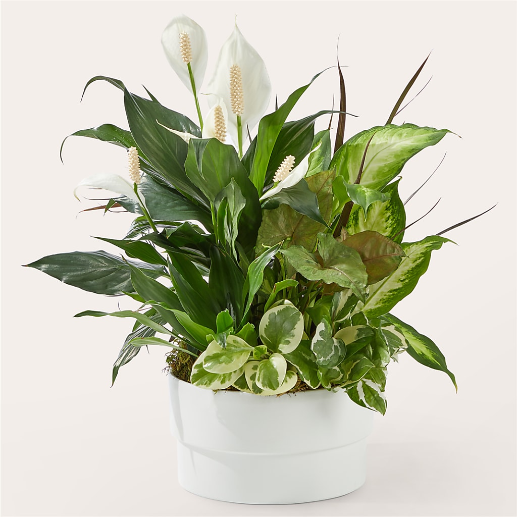 Radiating Positivity Dishgarden – Fleuristerie Marie-chantal, Shawinigan PQ