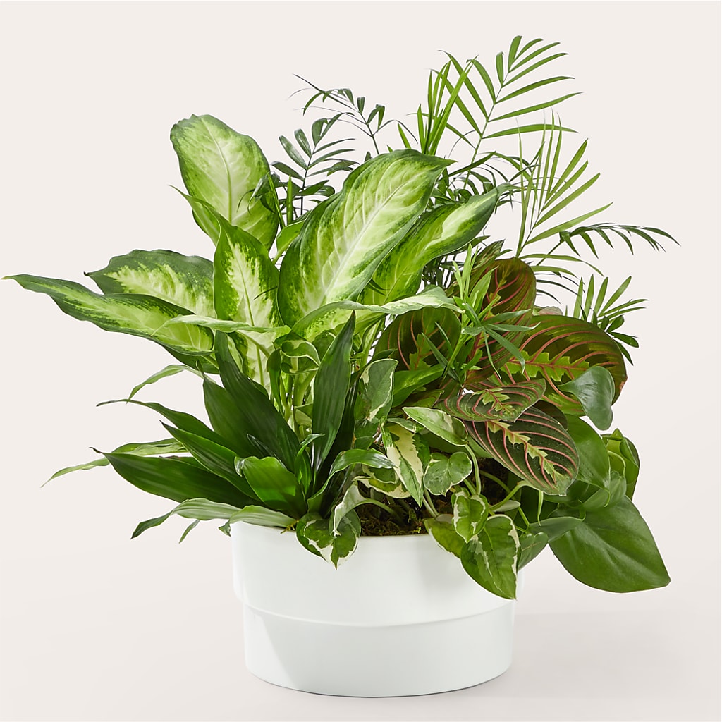 Radiating Positivity Dishgarden – Fleuristerie Marie-chantal, Shawinigan PQ