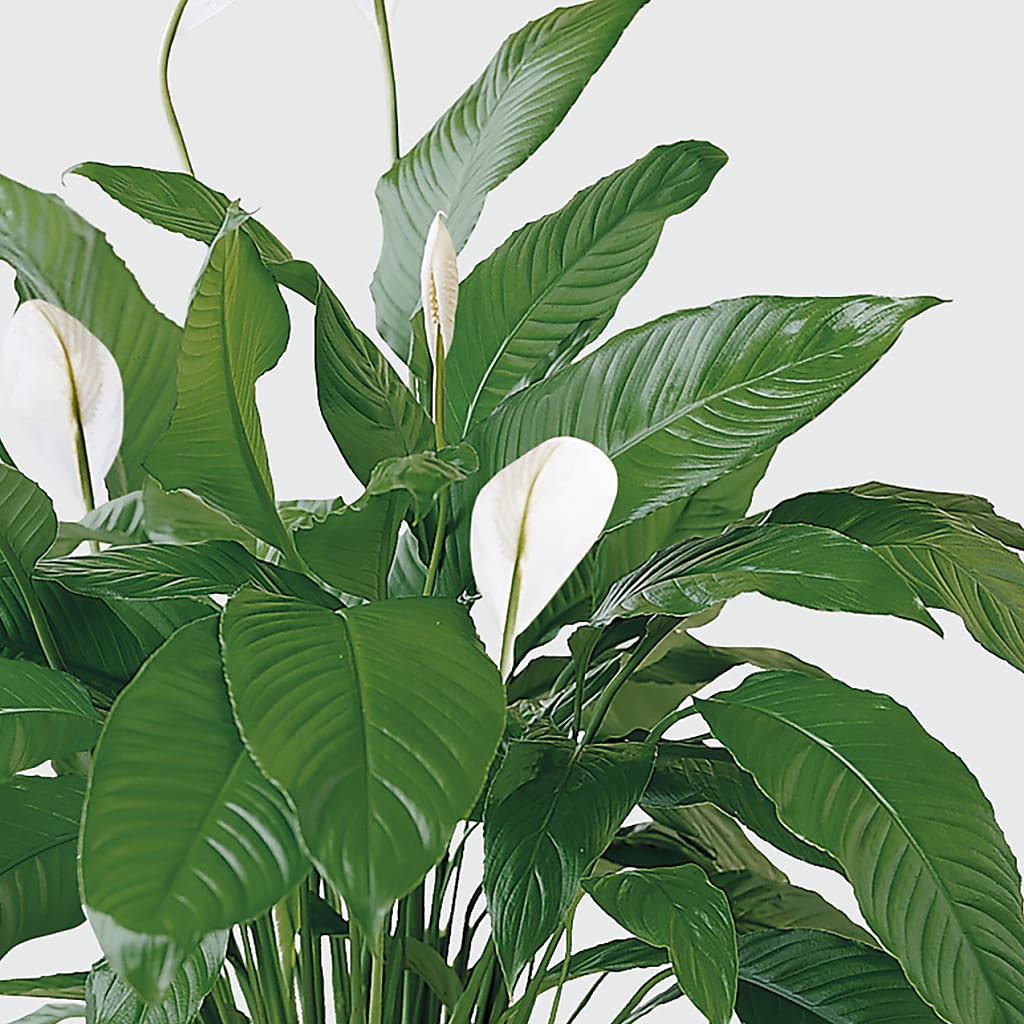 Tranquil Moments Peace Lily Plant –  Fleuristerie Marie-chantal, Shawinigan PQ