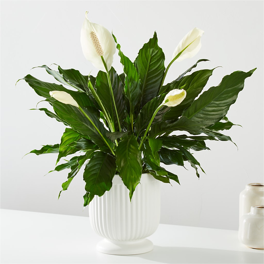 Comfort Planter –  Fleuristerie Marie-chantal, Shawinigan PQ