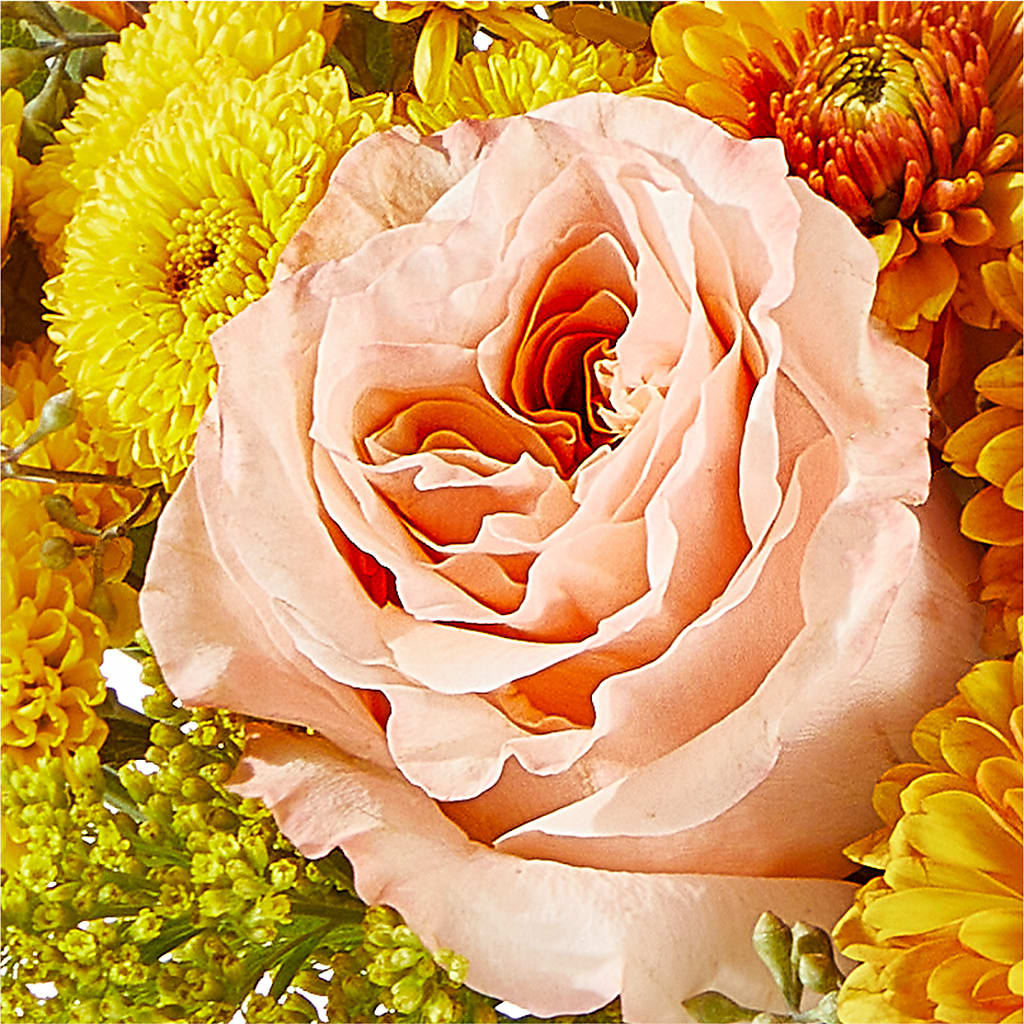 Peachy Pumpkin –  Fleuristerie Marie-chantal, Shawinigan PQ