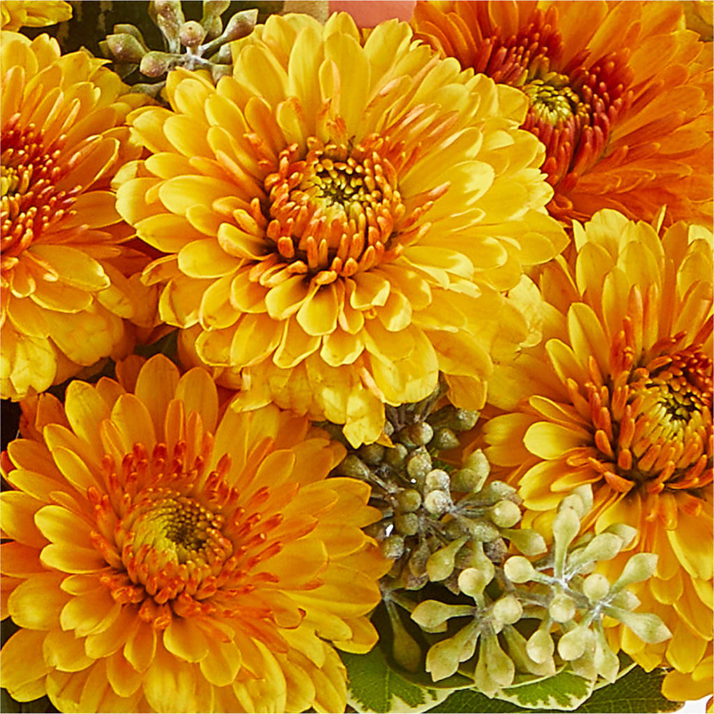 Peachy Pumpkin –  Fleuristerie Marie-chantal, Shawinigan PQ