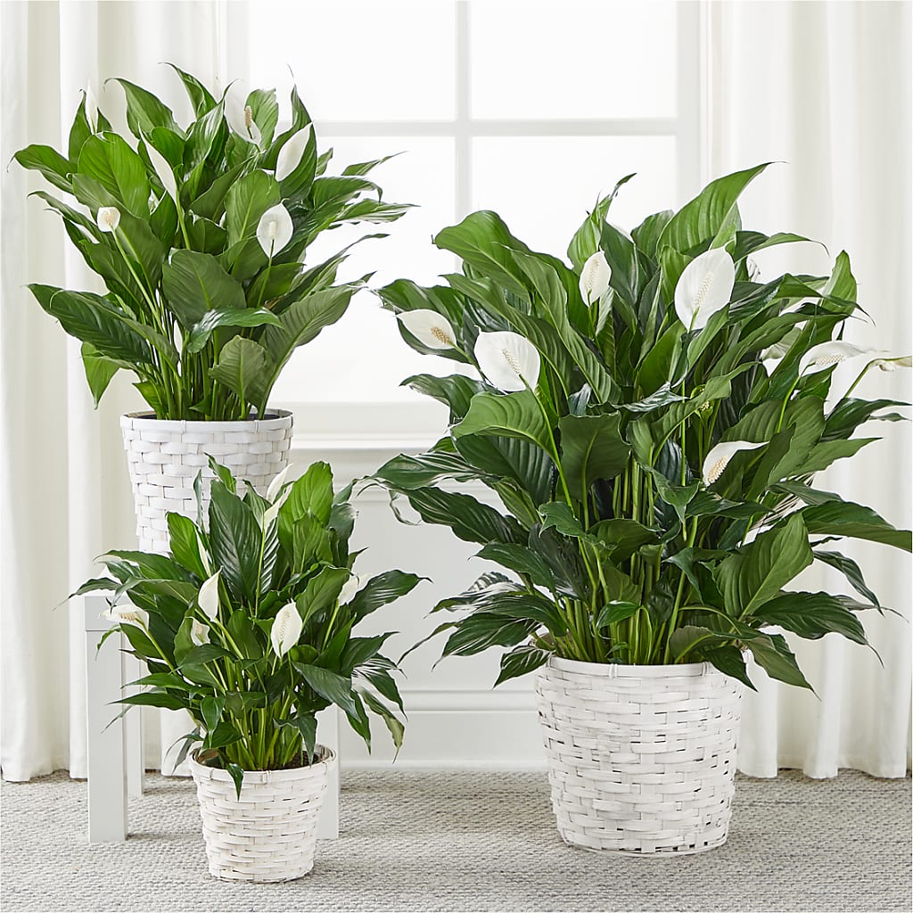 A New Leaf Peace Lily –  Fleuristerie Marie-chantal, Shawinigan PQ