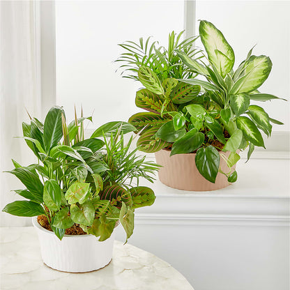 Balance & Harmony Dishgarden –  Fleuristerie Marie-chantal, Shawinigan PQ