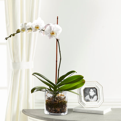 White Orchid Planter –  Fleuristerie Marie-chantal, Shawinigan PQ