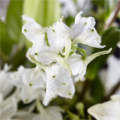 Classic Ivory – A Florist Original –  Fleuristerie Marie-chantal, Shawinigan PQ